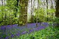 Bluebells and wild garlic in Rossmore Forest Park - May 2017 (5)